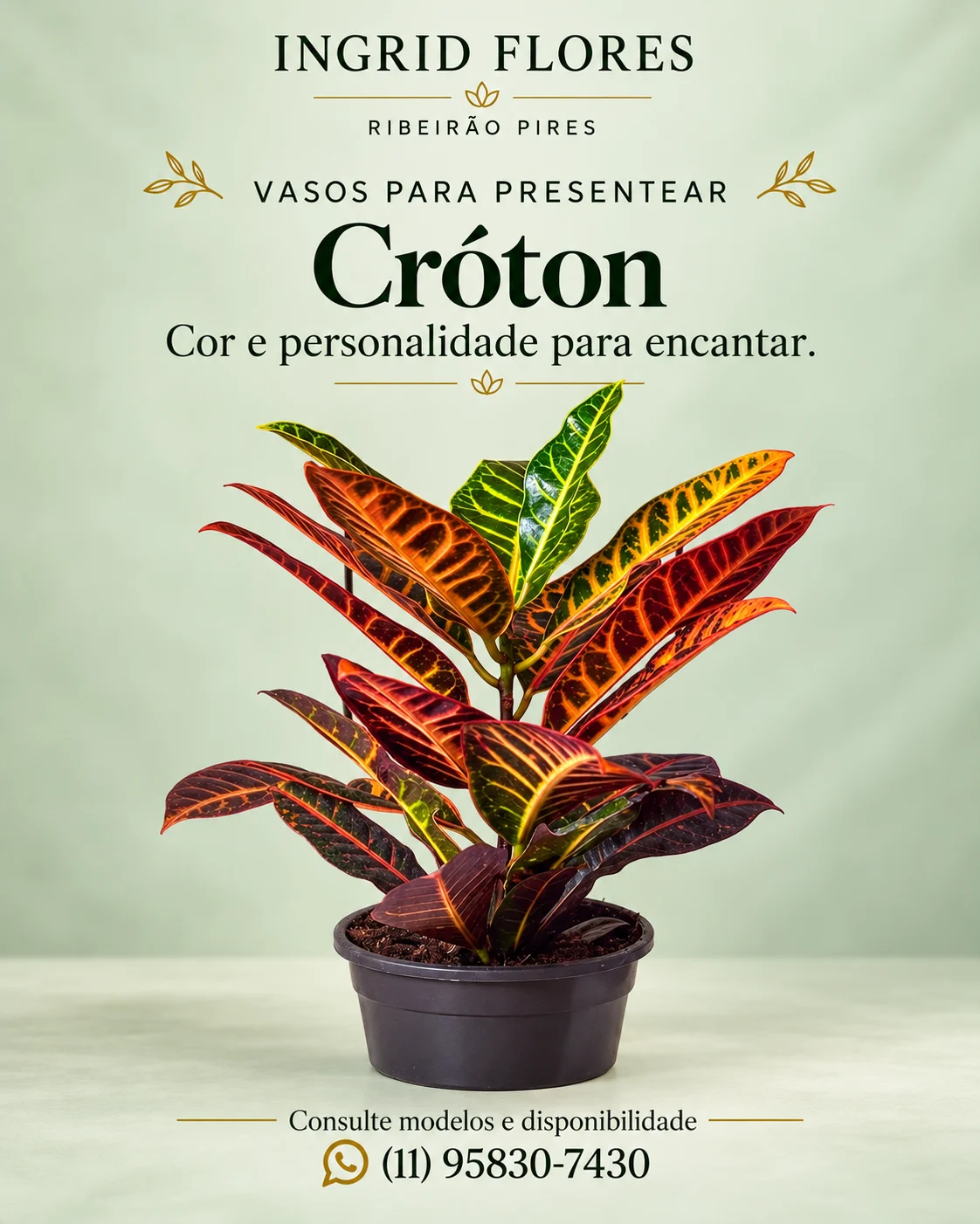 Vaso de cróton para presentear